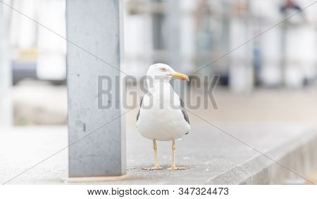 Seagull On The Street Of Ullapool, Scotland