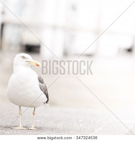 Seagull On The Street Of Ullapool, Scotland