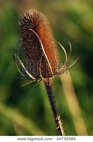 Teasl