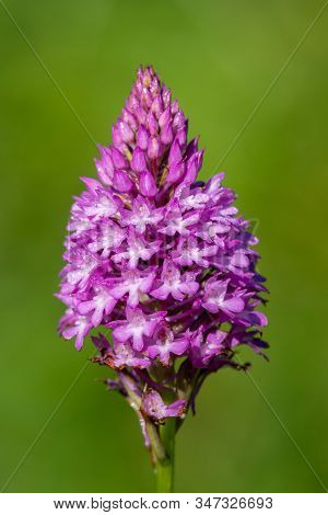 Close Up Of A Pyramid Orchid (anacamptis Pyramidalis) In Bloom