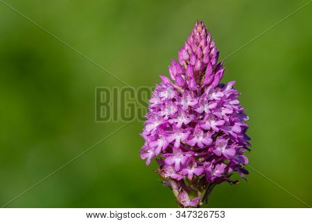Close Up Of A Pyramid Orchid (anacamptis Pyramidalis) In Bloom
