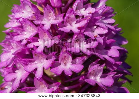 Close Up Of A Pyramid Orchid (anacamptis Pyramidalis) In Bloom