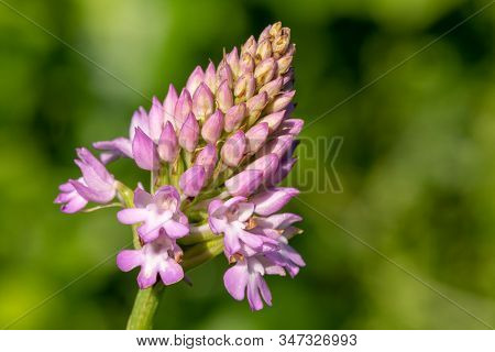 Close Up Of A Pyramid Orchid (anacamptis Pyramidalis) In Bloom