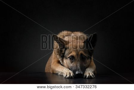 Mongrel Dog On A Dark Background In The Studio. Beautiful Half-breed On Black.