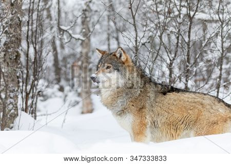 One Beautiful Wolf Standing In The Snow In Beautiful Winter Forest