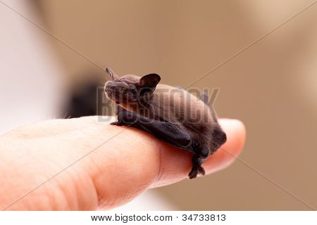 Kind Fledermaus sitzen auf finger