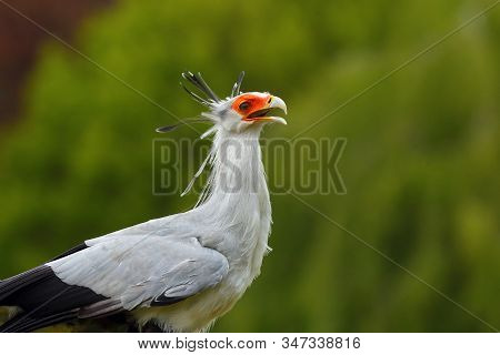 The Secretarybird Or Secretary Bird (sagittarius Serpentarius) , Portrait. Portait Of The Secretary 