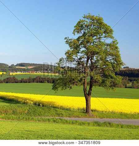 Field Of Rapeseed, Canola Or Colza, In Latin Brassica Napus, Lime Tree And Road,rape Seed Is Plant F