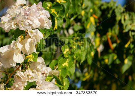 Bougainvillea Branches With White Flowers Against A Blue Sky, Creating A Natural Frame. Close Up Of 