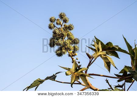 Castor Beans Plant On Field In Brazil