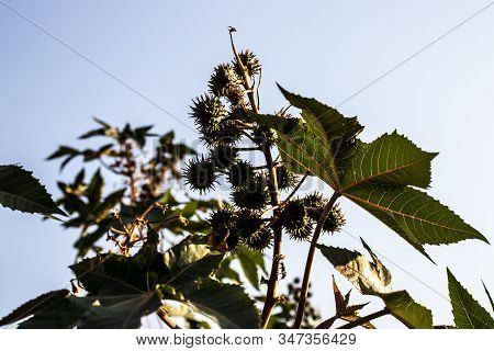Castor Beans Plant On Field In Brazil