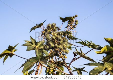 Castor Beans Plant On Field In Brazil