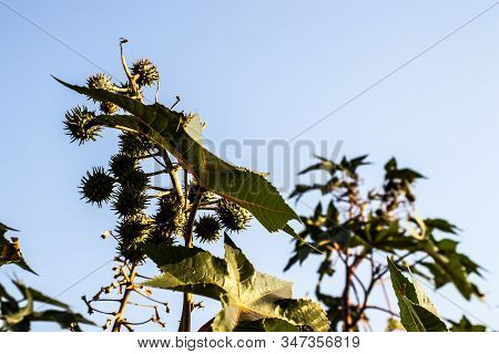 Castor Beans Plant On Field In Brazil