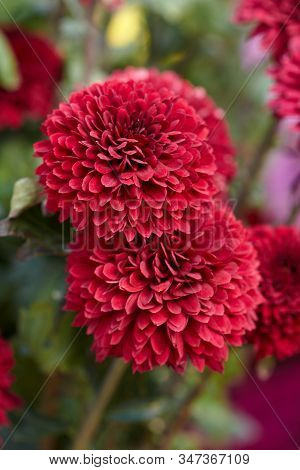 Chrysanthemum Grandiflorum. Decorative Composition Of Red Chrysanthemums  Flowers In Autumn Botanica