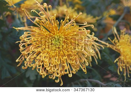 Chrysanthemum Grandiflorum. Decorative Composition Of Yellow Chrysanthemums  Flowers In Autumn Botan