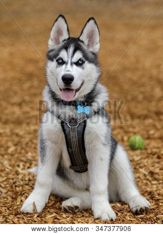 Siberian Husky Male Puppy. Off-leash Dog Park In Northern California.