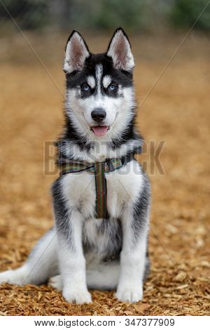 Siberian Husky Female Puppy. Off-leash Dog Park In Northern California.