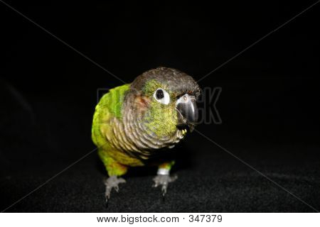 Sød lille papegøje