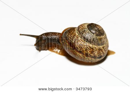 Isolerade Shell