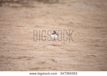 Wilsons Snipe Shorebird Charadrius Wilsonia Forages For Fiddler Crabs