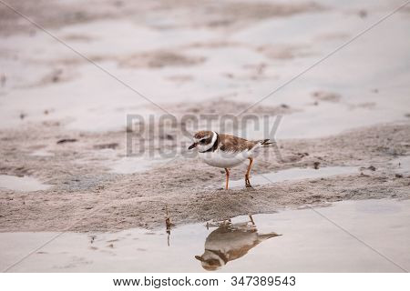 Wilsons Snipe Shorebird Charadrius Wilsonia Forages For Fiddler Crabs