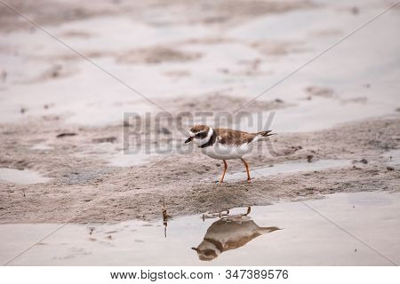 Wilsons Snipe Shorebird Charadrius Wilsonia Forages For Fiddler Crabs