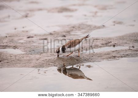 Wilsons Snipe Shorebird Charadrius Wilsonia Forages For Fiddler Crabs