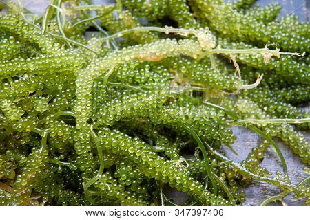 Green Caviar, a kind of seaweed is grown for food.