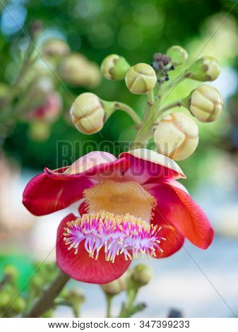 Closeup Of Couroupita Guianensis Or Sal Flower Or Cannonball Tree Flower