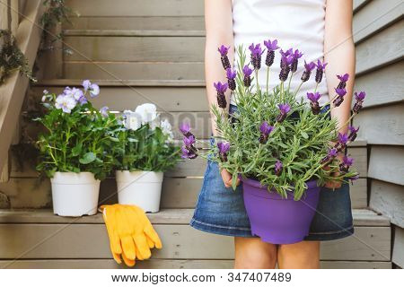 Girl Holding Lavender Pot At The Backyard Stairs With White Viola Plants. Child Family Gardening Con