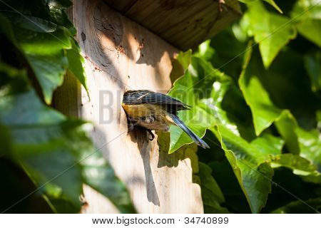 Sýkora modřinka (Parus caeruleus) hnízdící box