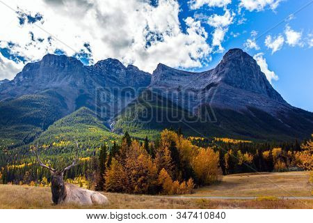 Red deer resting  in a picturesque meadow. The city of Canmore is surrounded by the Rocky Mountains. The concept of active, ecological and photo tourism