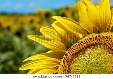 Cielo de girasoles