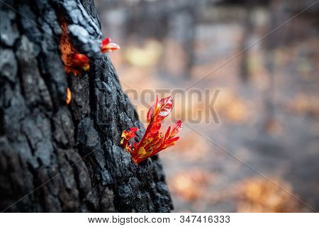 Small Leaves Burst Forth From A Burnt Tree After A Bush Fire.  Very Shallow Dof.