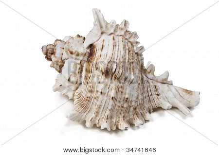 Sea Shell