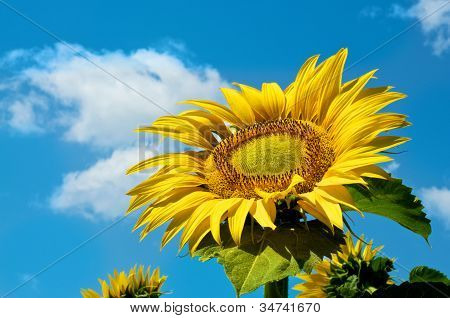 Cielo de girasoles