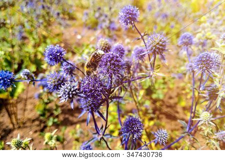Flower Heads Of Echinops, Globe Thistles In The Garden.