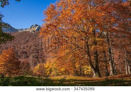 Autumn Forest And The Peak Of Mount Terminillo In Lazio, Italy