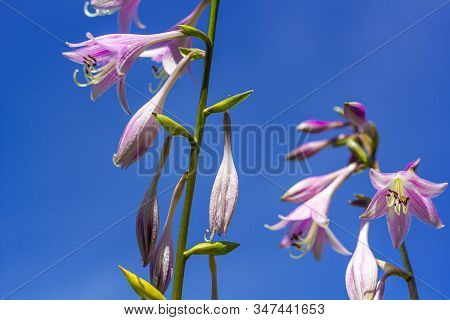 The Bell Flower Against Blue Sky Close Up. Campanulaceae, Campanula Grossekii, Campanula Rapunculus