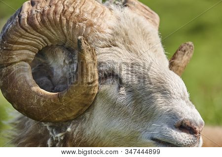 Head Sheep Lamb Grazing Under Blue Sky On Faroe Islands