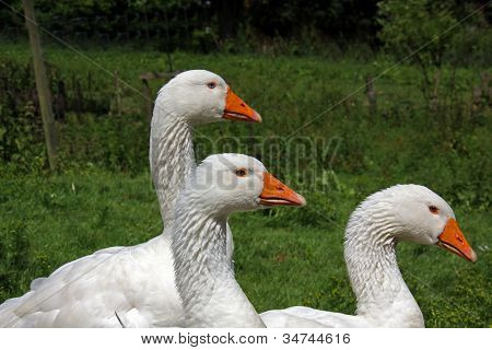 Withe Geese