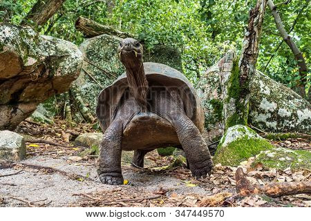 Aldabra Giant Tortoise, Curieuse Marine National Park, Curieuse Island, Seychelles