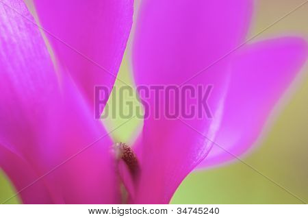 Pink Cyclamen