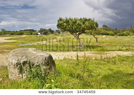 Pines på Bao park på Arousa ø