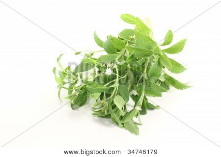 Zelené Stevia bílé květy