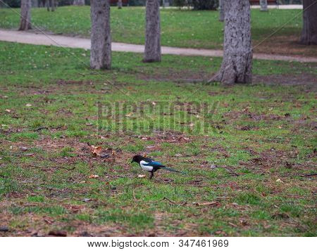 Ducks And Birds Populate The Parks Of The City Of Madrid