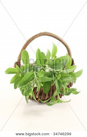 Čerstvý zelený Stevia