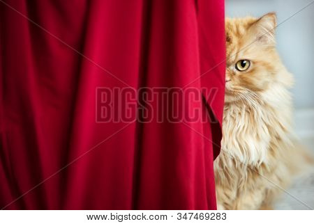Horizontal Portrait Of Red Half Persian Cat With Yellow Eyes Looking From Behind Red Curtain. Domest