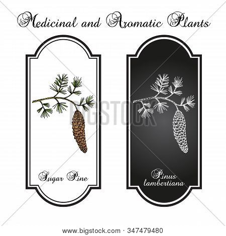 Sugar Pine Pinus Lambertiana , Medicinal Plant. Hand Drawn Botanical Vector Illustration