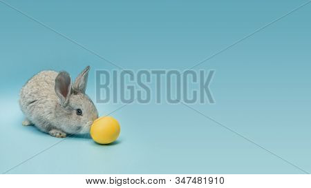 Egg Hunt Is Coming. Adorable Easter Bunny Near By Yellow Painted Eggs Isolated On Blue Studio Backgr